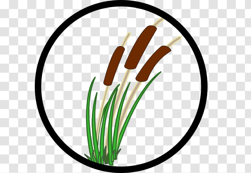 Pantanal Wetland Plants Cattail Clip Art - Pond - Cliparts Transparent PNG