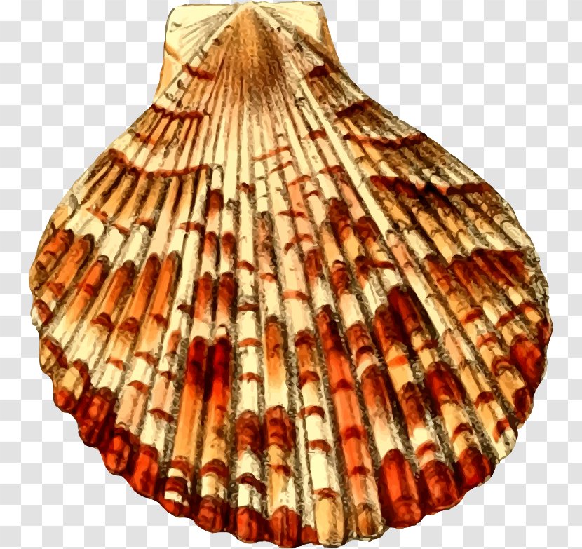 Seashell Clip Art - Cockle - Shell Color Transparent PNG