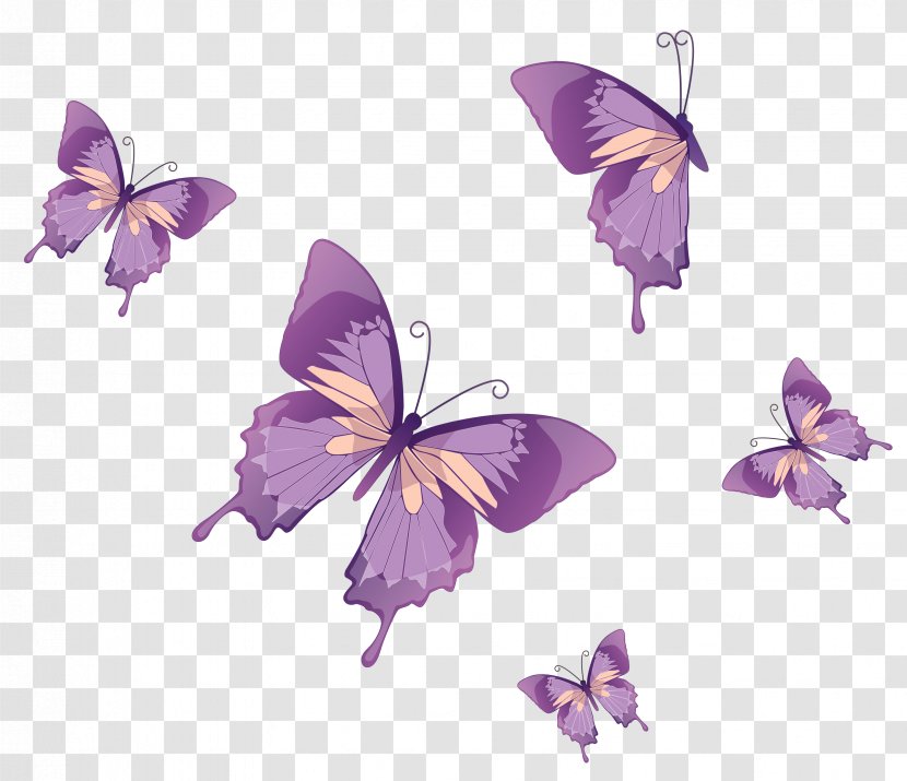 Butterfly Nymphalidae Clip Art - Moths And Butterflies - Vector Clipart Transparent PNG