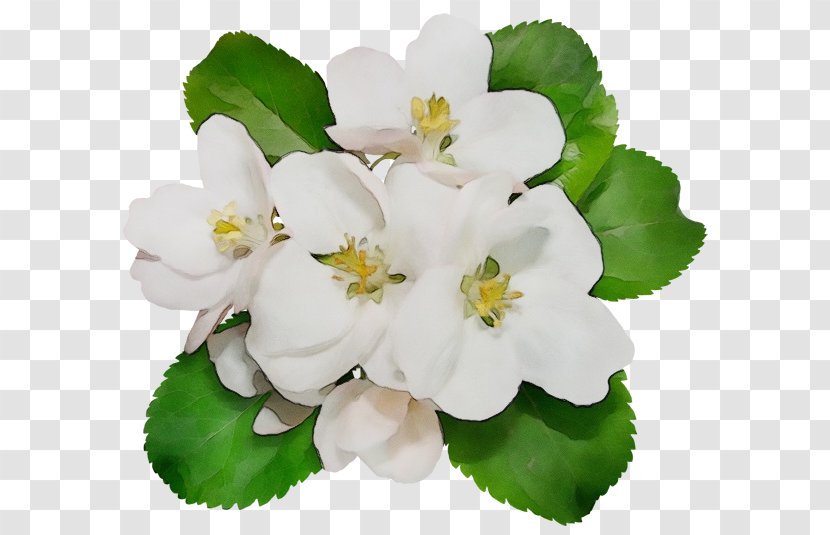 Flower White Petal Plant Blossom - Paint - Impatiens Geranium Transparent PNG