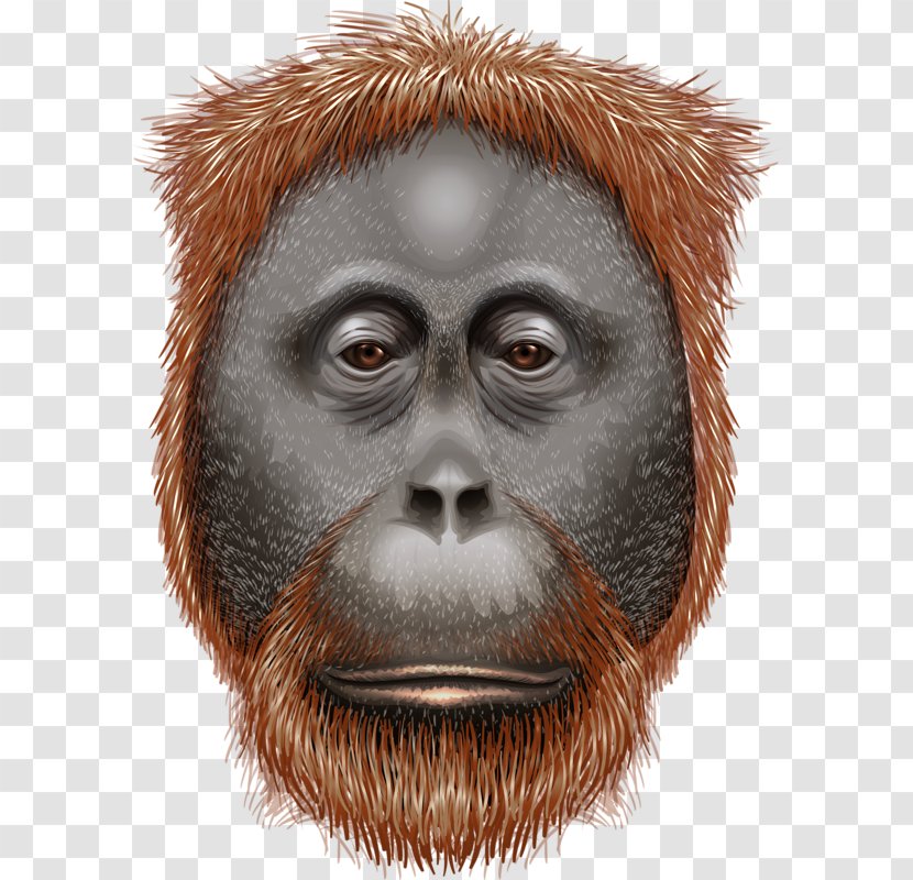 Orangutan Ape Euclidean Vector Illustration - Facial Hair - Avatar Transparent PNG