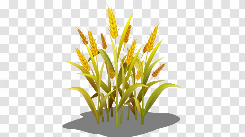 Wheat Grasses Sowing Food - Grass Transparent PNG