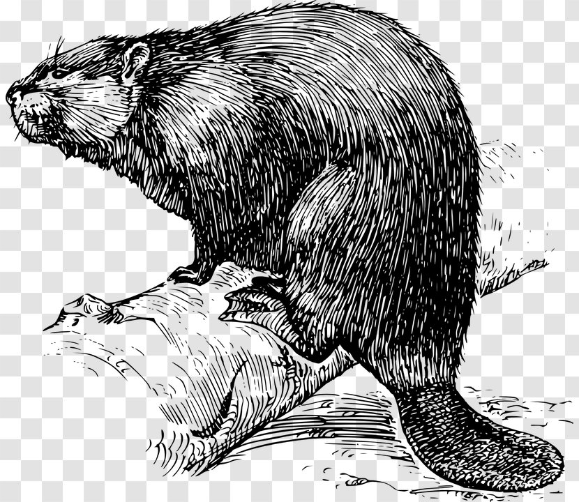 Eurasian Beaver Drawing Clip Art - Rodent - Fauna Transparent PNG