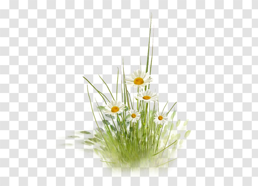 Lawn Flowerpot Gardening Grass - Wood - Cartoon Daisy Transparent PNG