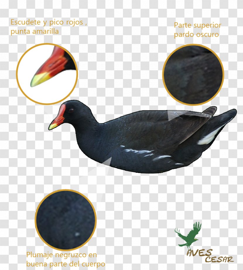 Duck Common Moorhen Bird Feather Beak - Rail Transparent PNG