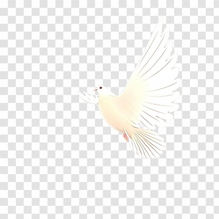 Feather - Bird - Beak Transparent PNG