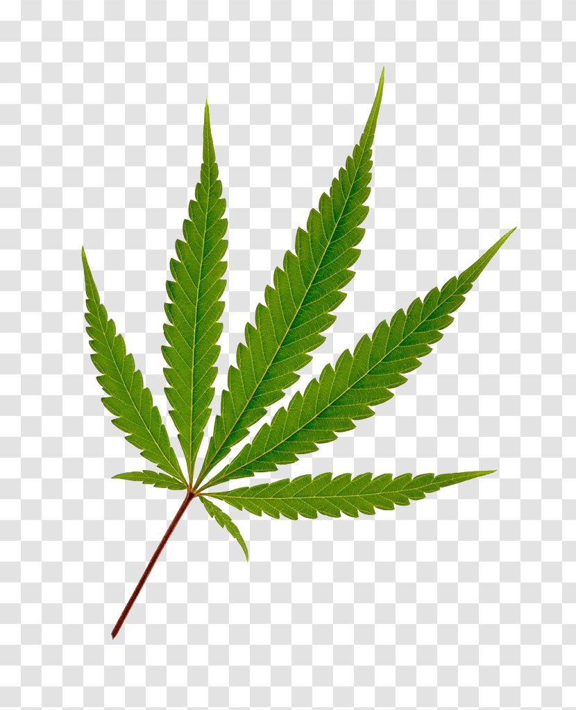 Cannabis Hemp Leaf Joint - Photography Transparent PNG