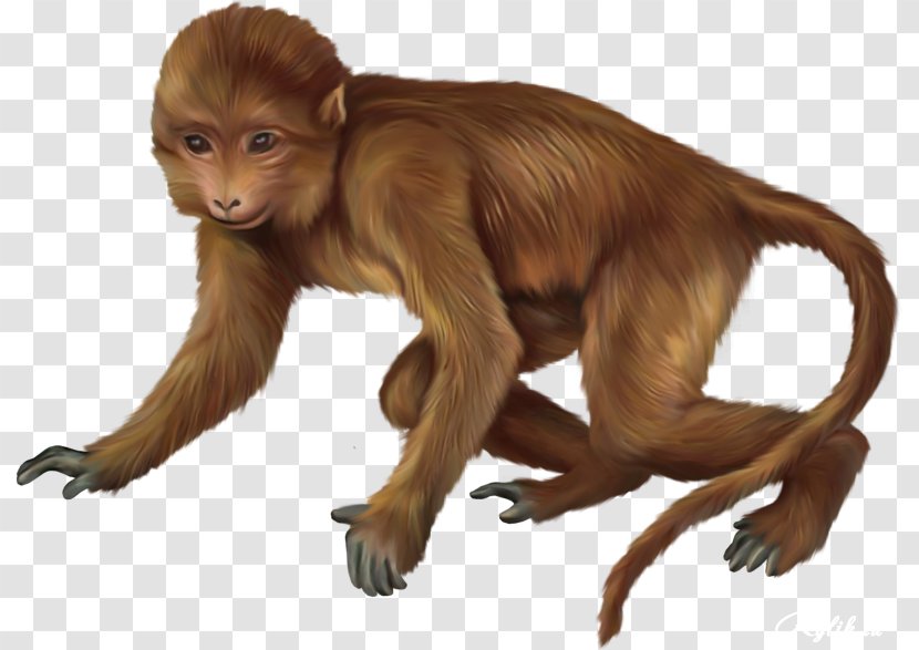 Macaque Primate Baby Monkeys Clip Art - Old World Monkey Transparent PNG