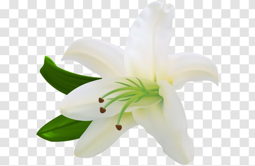 Flower Clip Art - Computer Transparent PNG