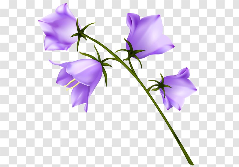 Campanula Carpatica Harebell Persicifolia Clip Art - Violet - Spring Transparent PNG