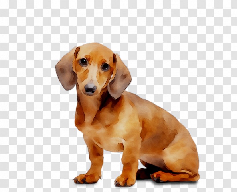 Dachshund Puppy Animed Dog Breed Companion - Rare - Mammal Transparent PNG