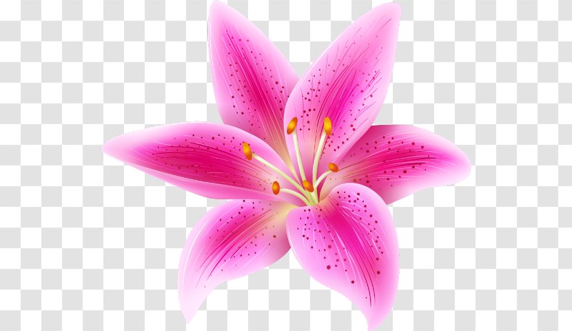 Clip Art Image Pink Flowers - Lily - Flower Transparent PNG