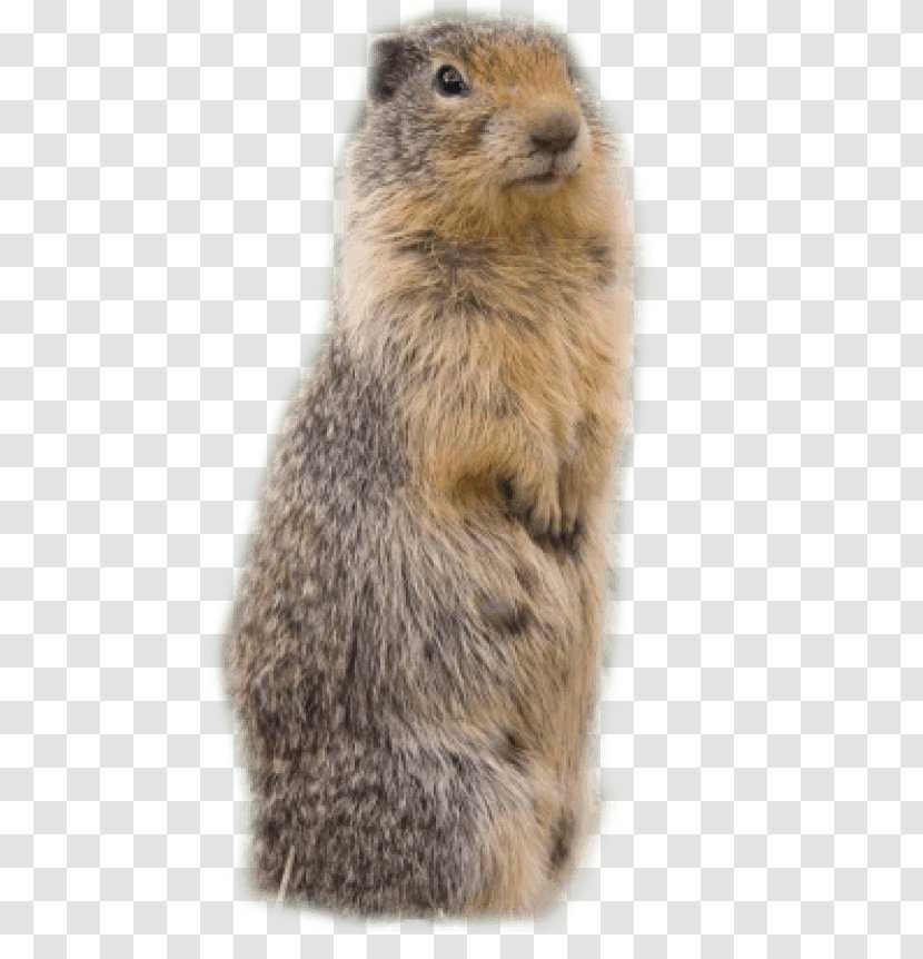 Beaver Groundhog Meerkat Clip Art - Mammal Transparent PNG