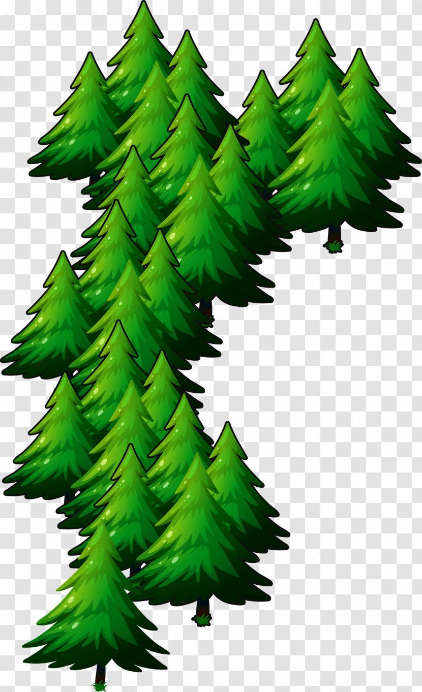 Christmas Pine - Conifer - Tail Transparent PNG