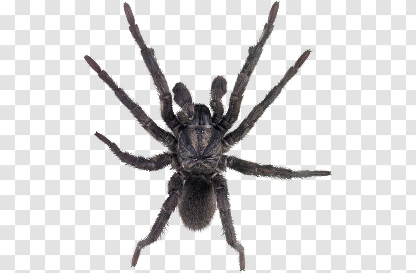 Cartoon Spider - Pest European Garden Transparent PNG