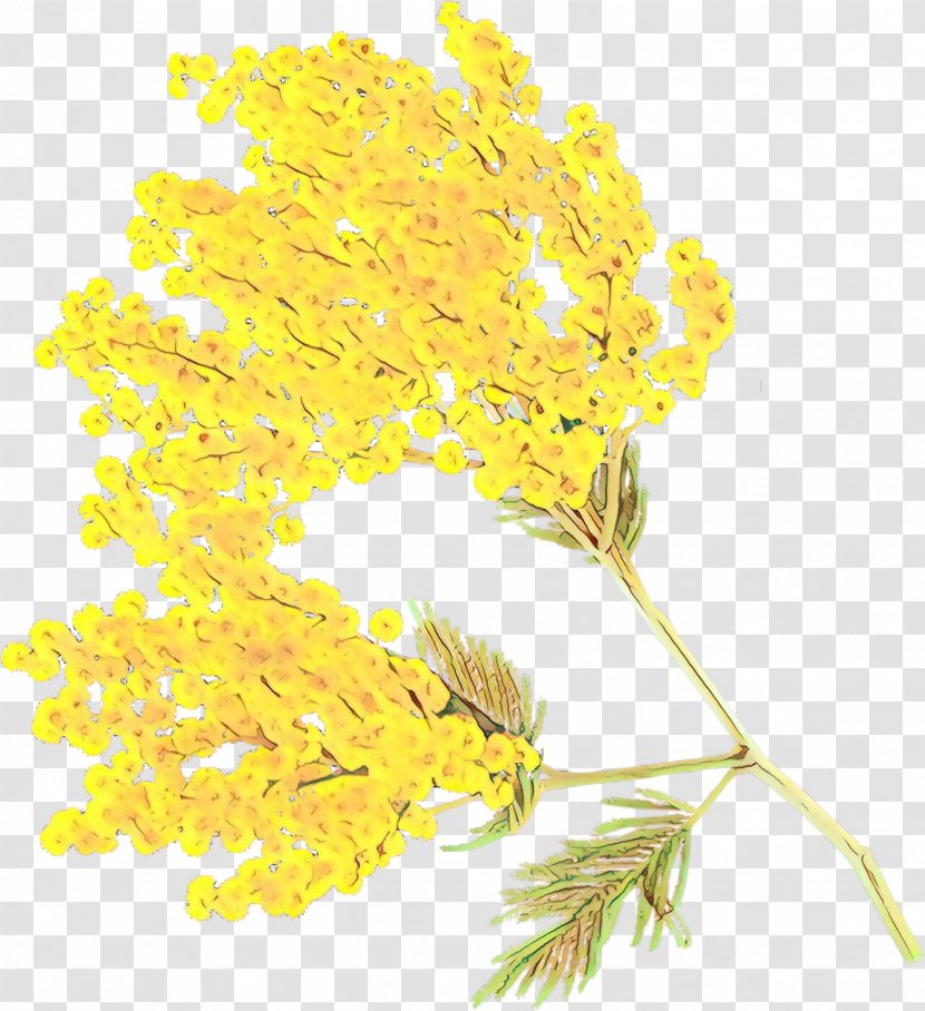 Mimosa - Flower - Twig Transparent PNG