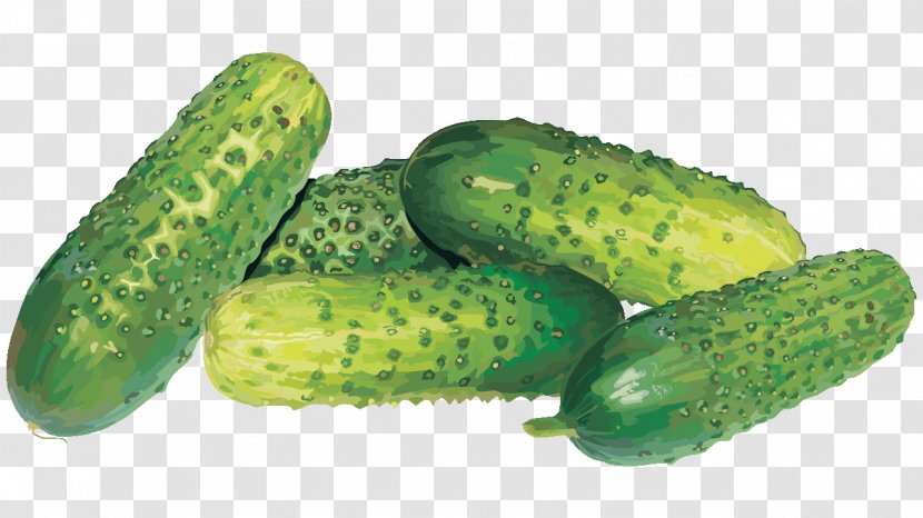 Pickled Cucumber Spreewald Gherkins Sprite Vegetable Transparent PNG