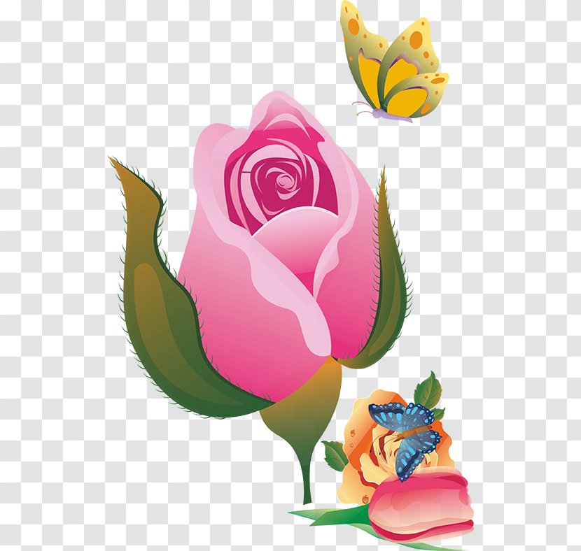 Garden Roses Flower - Pink - Vector Flowers Transparent PNG