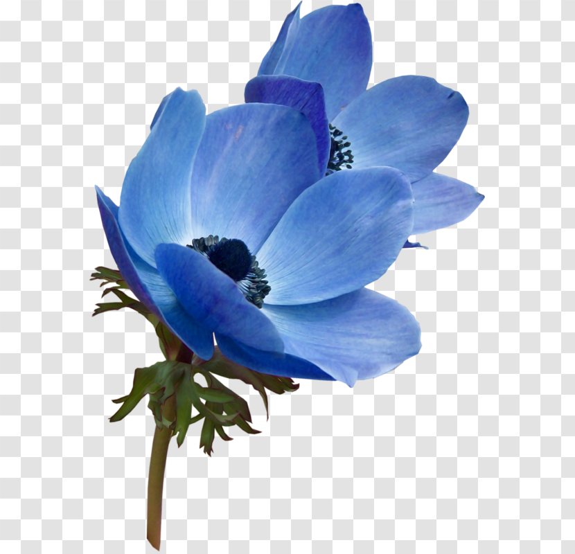 Flower Blue Garden Roses Color Clip Art Transparent PNG