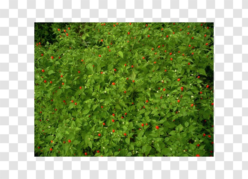 Capsicum Annuum Var. Glabriusculum Pequin Pepper Cayenne Tabasco Chili - Dorset Naga - Plant Transparent PNG