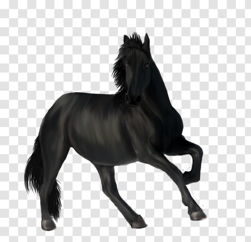 Mane Mustang Stallion Pony Mare Transparent PNG