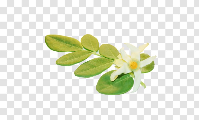 Flower Drumstick Tree Seed Plant - Medicinal Plants - Moringa Transparent PNG
