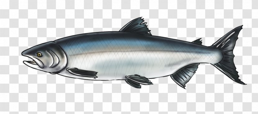 Salmon Squaliform Sharks 09777 Marine Biology Oily Fish - Animal - King Transparent PNG