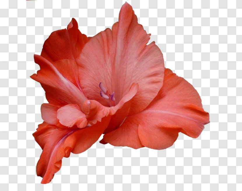 Flower Gladiolus Royalty-free Stock Photography Clip Art Transparent PNG