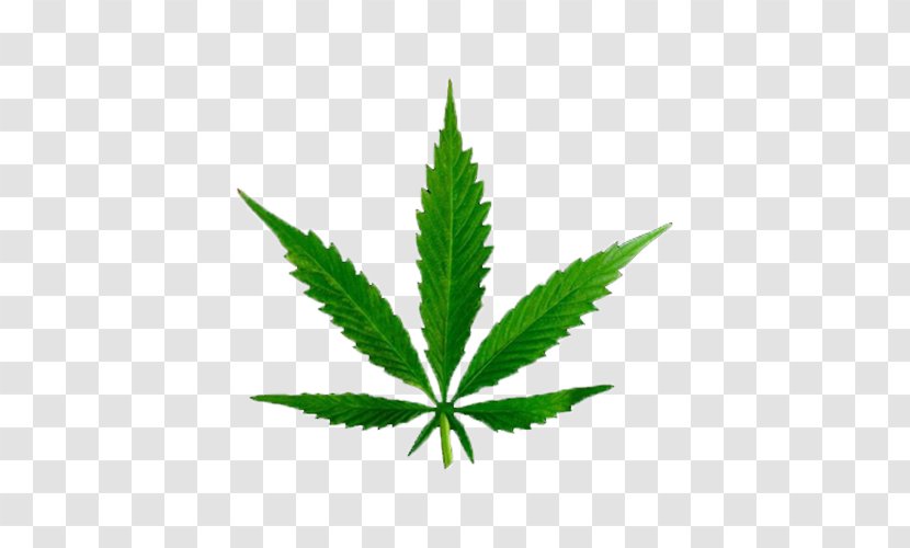 Medical Cannabis Tetrahydrocannabinol Cannabinoid Legality Of - Legalization - A Piece Marijuana Leaves Transparent PNG