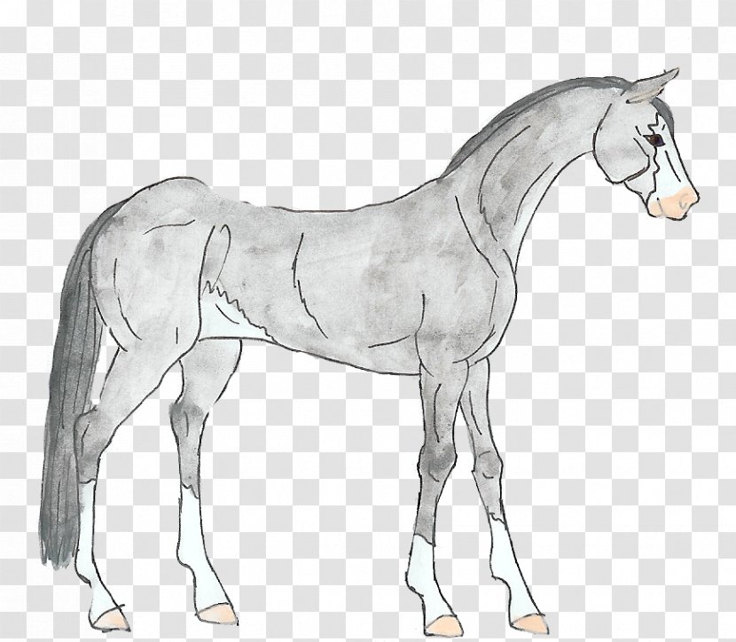 Foal Mane Stallion Mustang Colt - Joint Transparent PNG