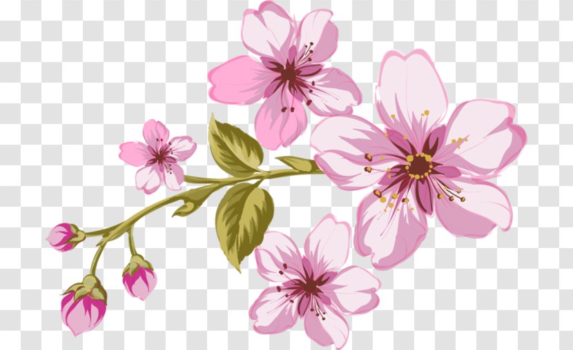 Garden Roses Flower Clip Art - Cherry Blossom - Rose Transparent PNG