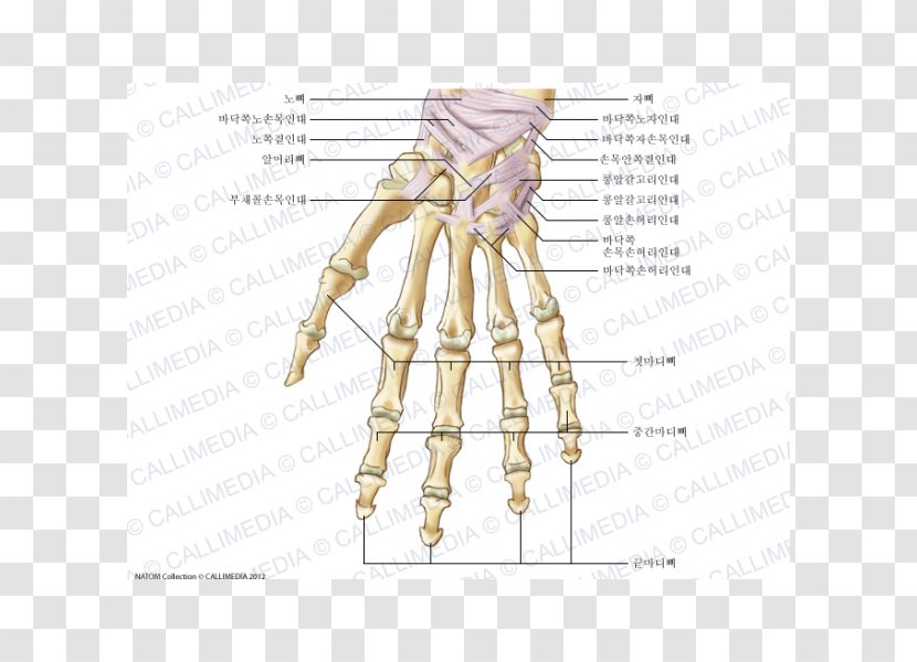 Anatomy Carpal Bones Human Skeleton Ligament - Tree - Hand Transparent PNG