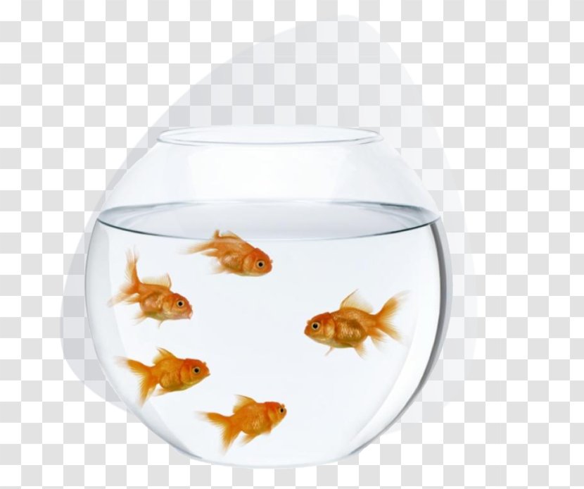 Fantail Aquarium Stock Photography Royalty-free - Drawing - Fish Transparent PNG