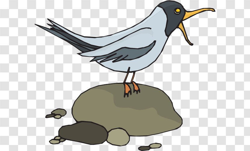 Gulls Bird Clip Art - Gull Transparent PNG