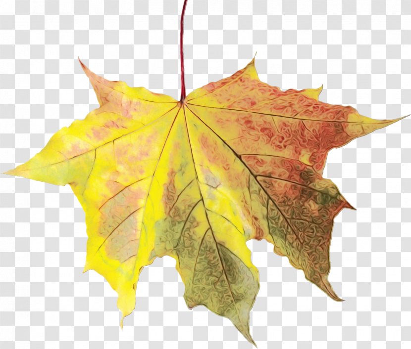 Canada Maple Leaf - Ivy Planetree Family Transparent PNG