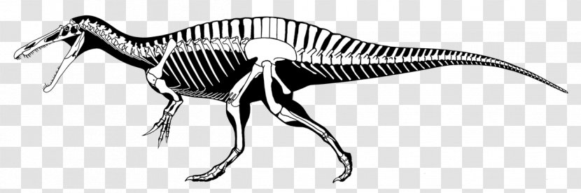 Spinosaurus Tyrannosaurus Suchomimus Ichthyovenator Baryonyx - Velociraptor - Dinosaur Transparent PNG