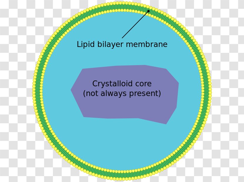 Peroxisome Cell Very Long Chain Fatty Acid Organelle Biological Membrane - Green - Animal Transparent PNG