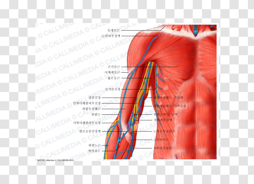 Arm Nerve Blood Vessel Human Body Anatomy - Watercolor Transparent PNG
