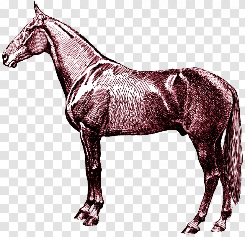 Arabian Horse Clip Art Mustang Digital Stamp Equestrian - Mare Transparent PNG