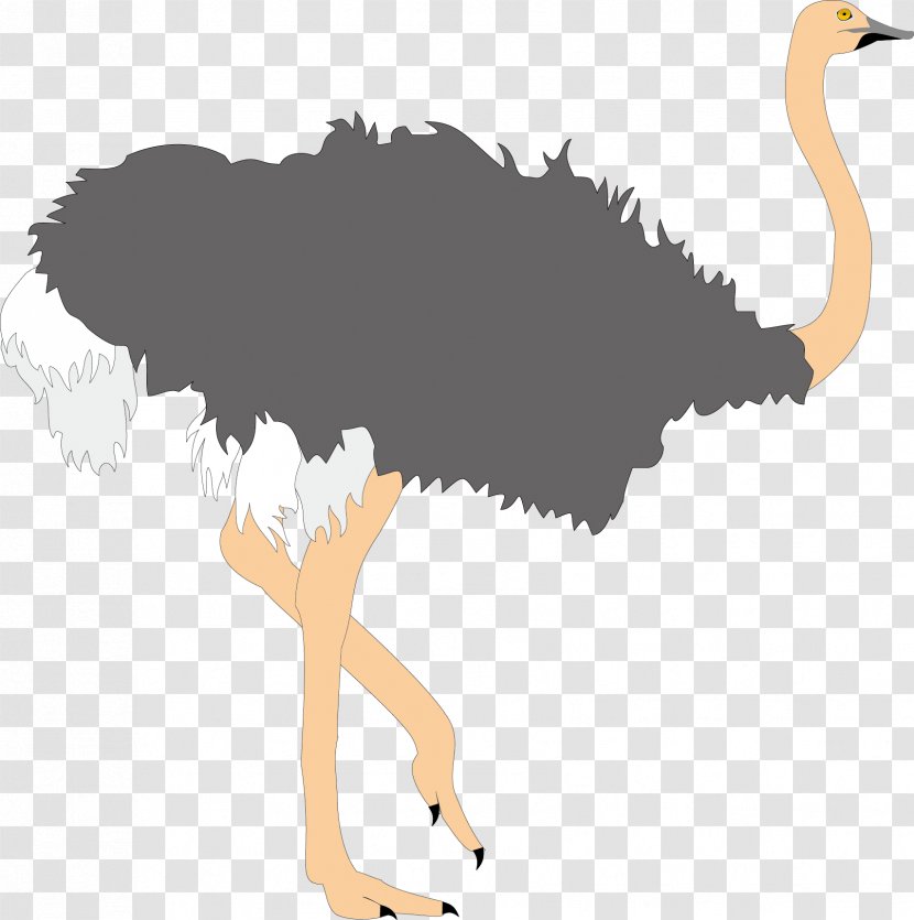 Common Ostrich Bird Clip Art - Water - Ugly Transparent PNG