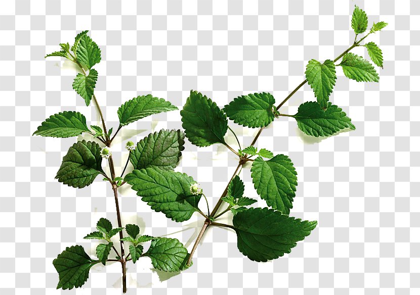 Phyla Dulcis Stevia Sugar Substitute Sweet Leaf - Branch Transparent PNG