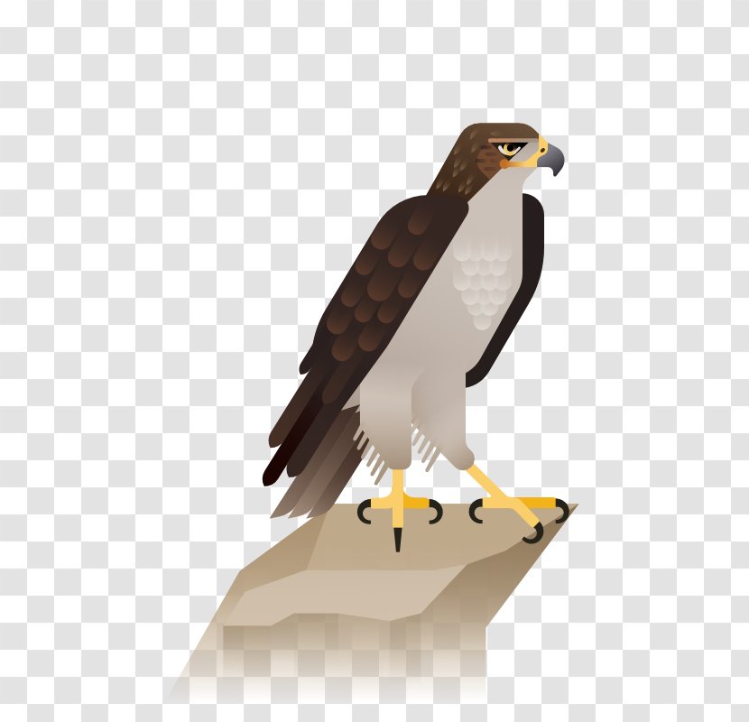 Bald Eagle Hawk Illustration - Bird Of Prey Transparent PNG
