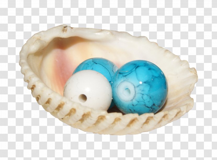 Pearl Designer Seashell - Shell Transparent PNG