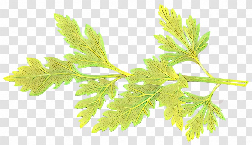 Vector Graphics Stock Photography Herb Royalty-free Clip Art - Culantro Transparent PNG