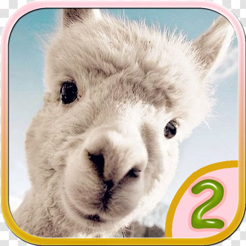 Desktop Wallpaper Alpaca IPhone Dog Cuteness - Animal Transparent PNG