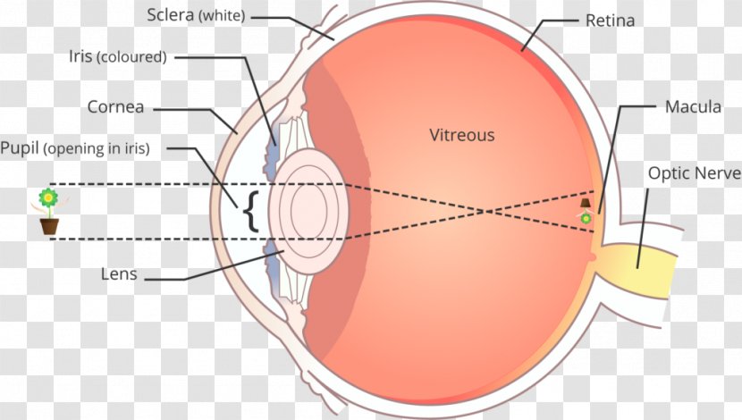 Retinal Scan Human Eye Fibrous Tunic Of Eyeball - Cartoon Transparent PNG