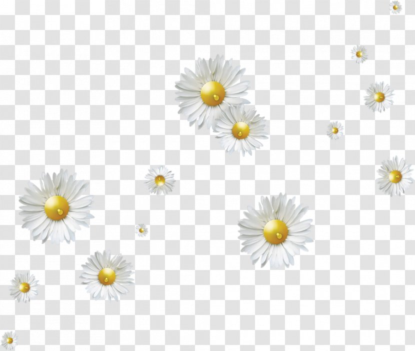 Flower - Picture Editor - Daisy Family Transparent PNG