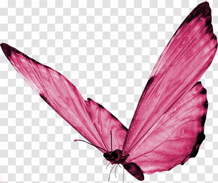 Butterfly Desktop Wallpaper Clip Art - Magenta - Buterfly Transparent PNG