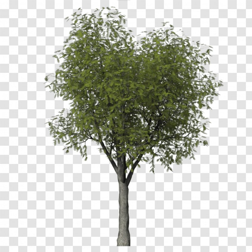 Fruit Tree Mediterranean Cypress Hawthorn Quercus Lobata - Marilandica - Falling Transparent PNG