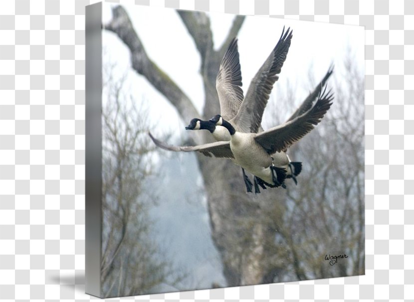 Goose Duck Fauna Feather Beak - Canada Transparent PNG